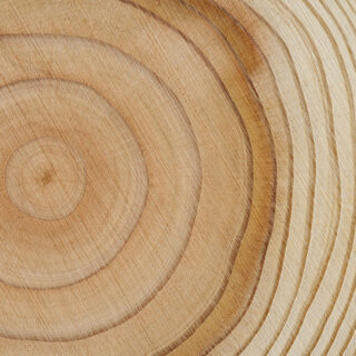 The Charter for Wood 2.0 - Close-up of a cut tree trunk with clearly visible age rings.