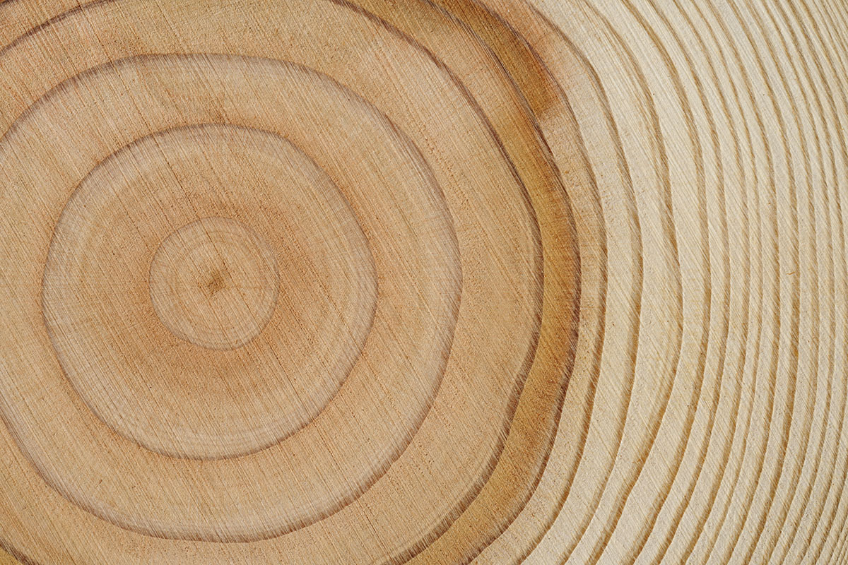 The Charter for Wood 2.0 - Close-up of a cut tree trunk with clearly visible age rings.