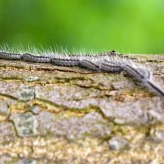Oak processionary moth danger - oak processionary moth walking in a row over a tree trunk, close up.