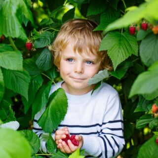 Poisonous plants playground - A little boy stands in a bush holding red raspberries in his hands.